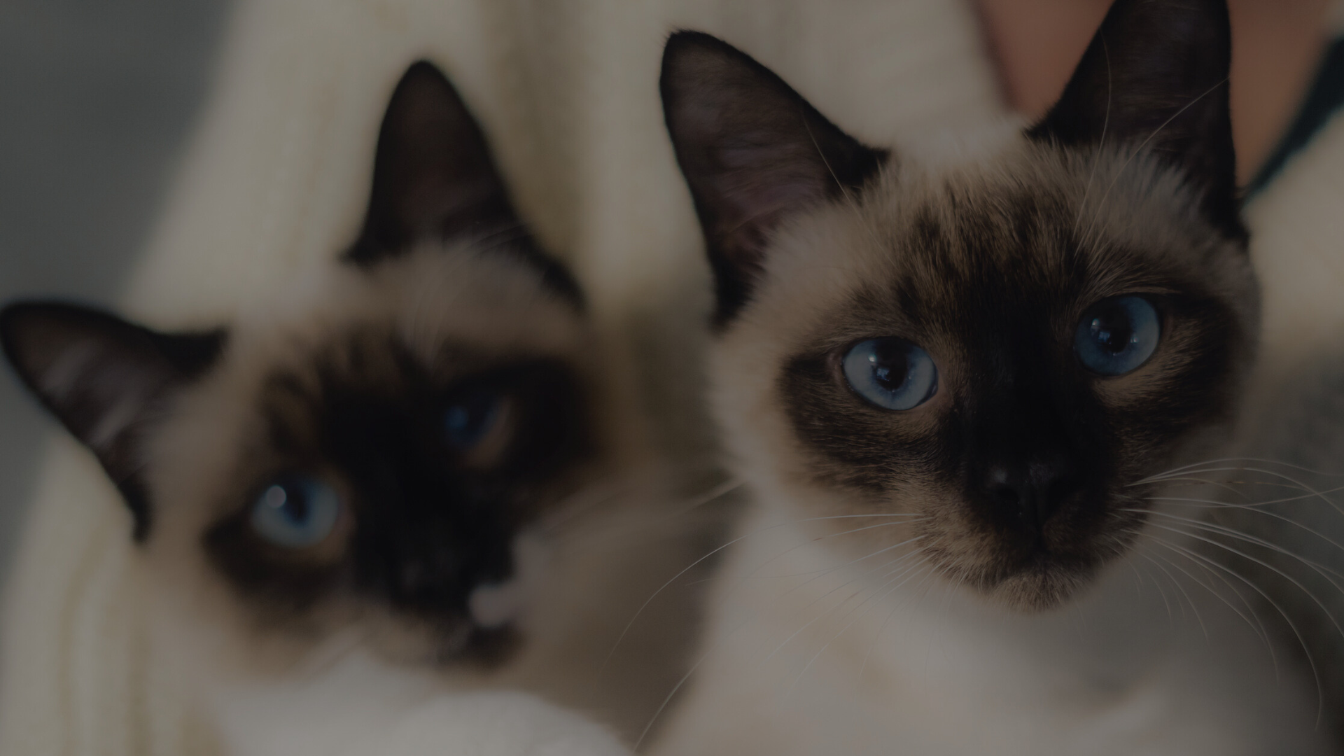 siamese cats