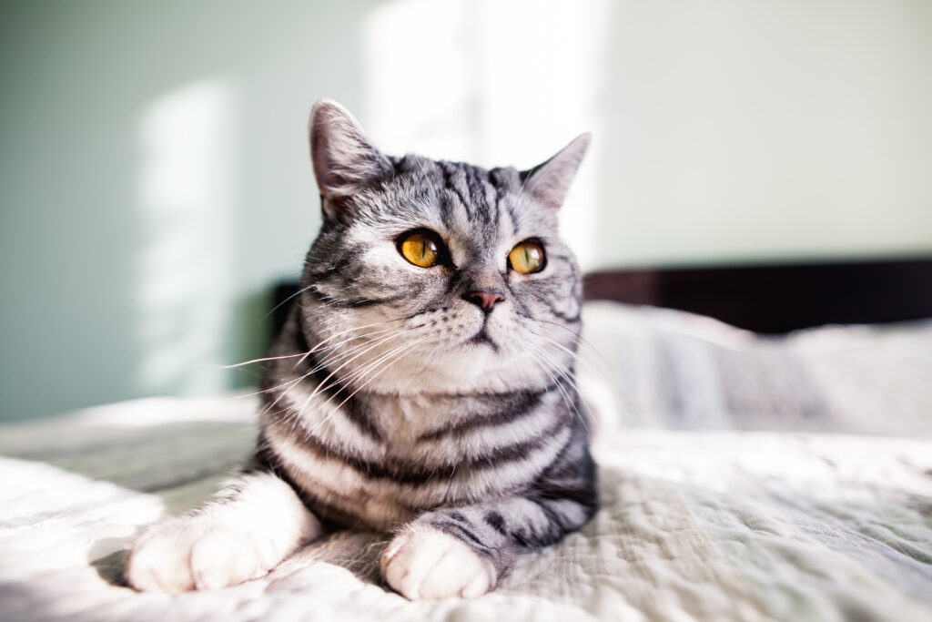 cute tabby cat