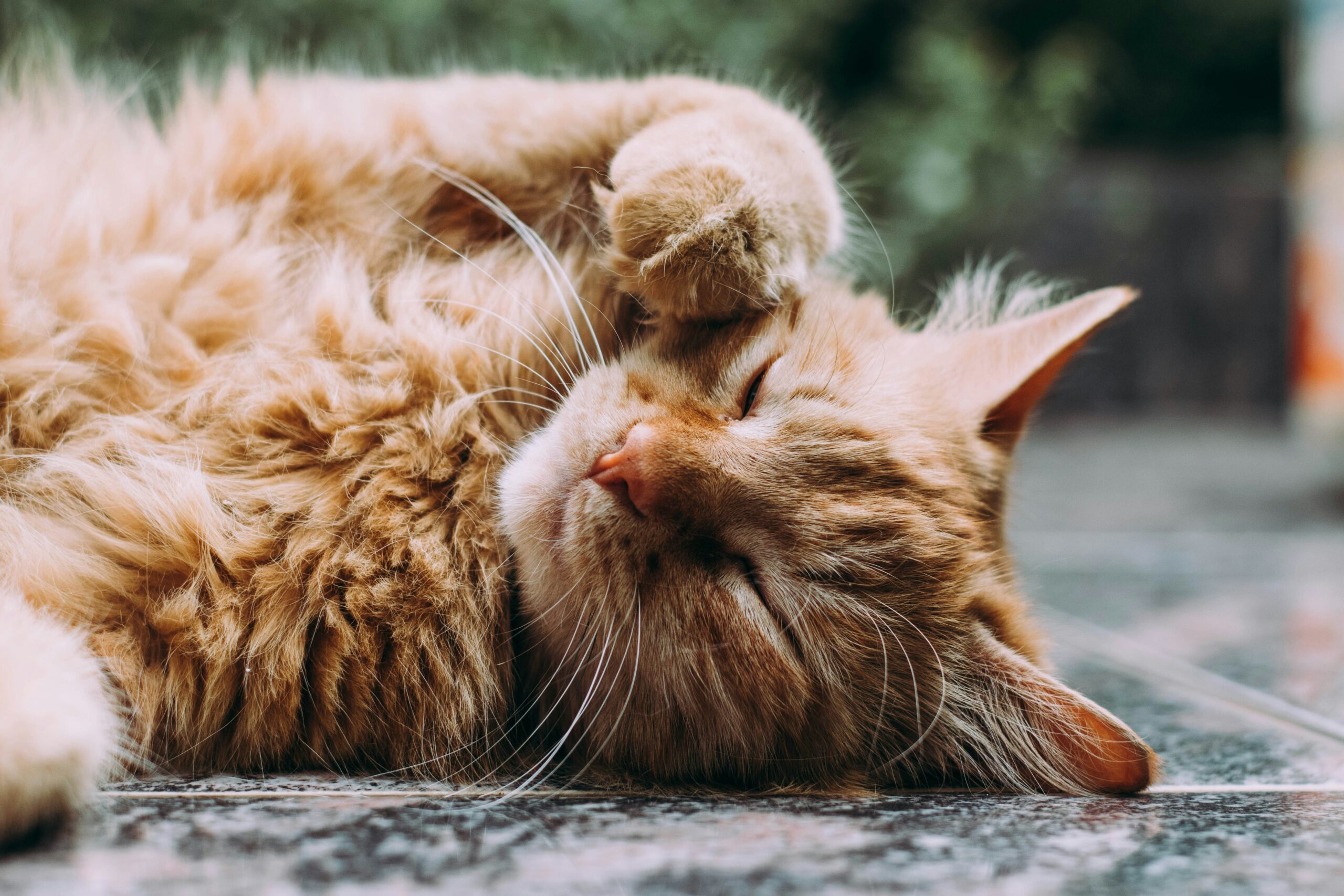 Why do cats purr?