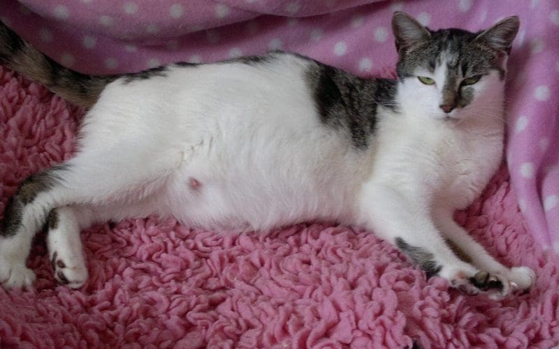 pregnant cat