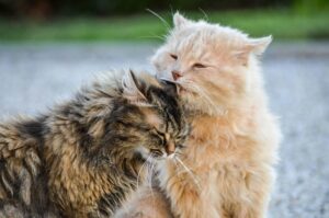 selective focus shot cute beautiful gray white cats having fun together 181624 44130 1